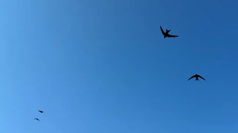 A flight of swallows is flying fast in the sky. Stockbeeldmateriaal 342175330