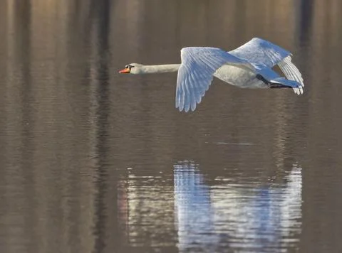 Flight of the Swan Stock Photos