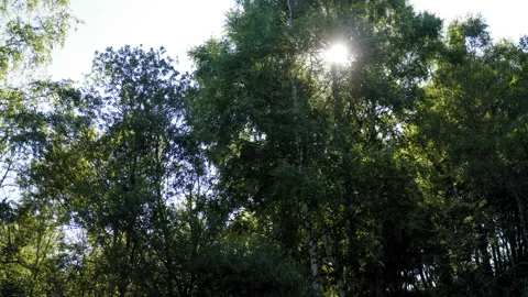 Flight by a tall tree on the edge of the forest Stockbeeldmateriaal 137312030