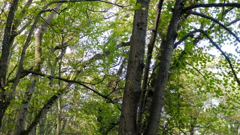 Flight by a tall tree in a thick forest on a sunny day Stock Footage 140539747