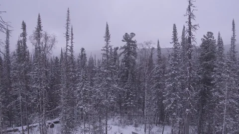 Flight throgh frozen forest Видео 123765996