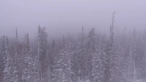 Flight throgh frozen forest on north Vídeo Stock 123767160
