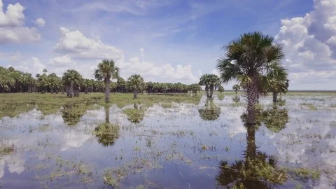 Flight through and over palm trees in Florida swamp to reveal the wide Stock Footage 98661419
