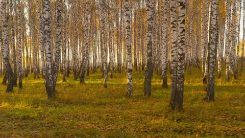 Flight through the autumn forest. Birch trees. Stock Footage 142861658