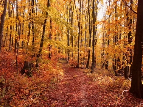 Flight through autumn forest Stock Footage 81915972