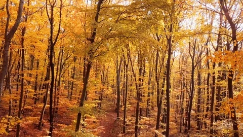Flight through autumn forest Stock Footage 89412969