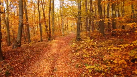 Flight through autumn forest Vídeo Stock 89413435