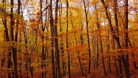 Flight through autumn forest. Stock-Footage 90626046