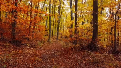 Flight through autumn forest. Stock Footage 92488267