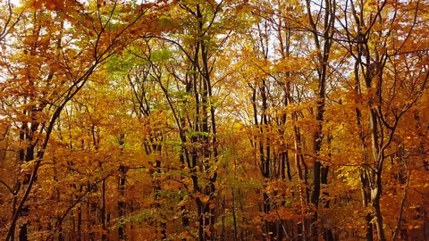 Flight through autumn forest. Stock Footage 95645536