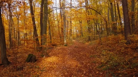 Flight through autumn forest Stock Footage 95647739