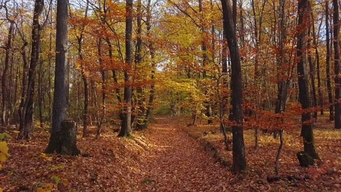 Flight through autumn forest Stock Footage 113968909