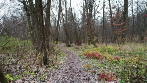 Flight through the autumn forest Stock Footage 263118992