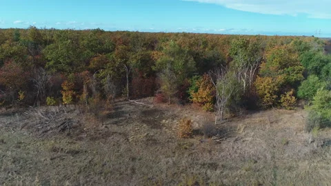 Flight through the autumn meadow to the forest Stock Footage 153340502