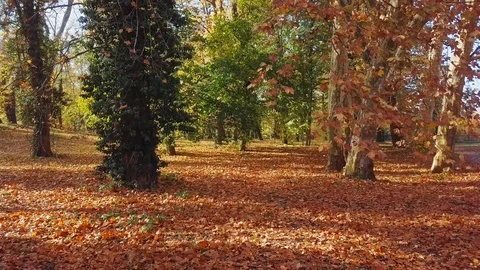 Flight through autumn park Video stock 114111582