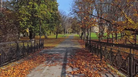Flight through autumn park Stock Footage 131885702