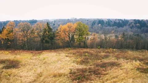 Flight Through Autumn Trees in River Valley, Aerial View Stock Footage 98636794