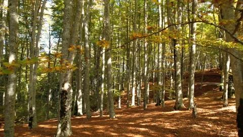 Flight through a beautiful beech forest in autumn Stock-Footage 231030669