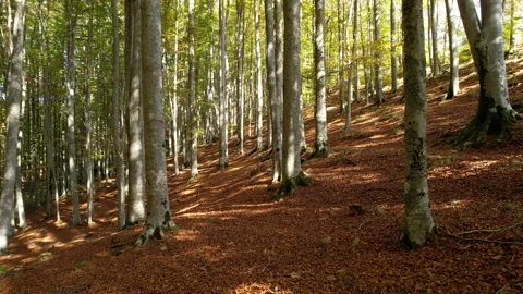 Flight through the beech forest in autumn. Flying between beeches forest Stock Footage 219482447