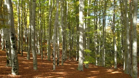 Flight through the beech forest in autumn. Flying between beeches forest Stock Footage 219482587