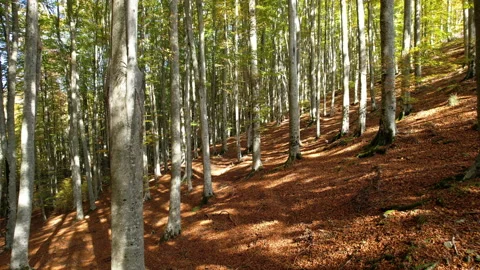 Flight through the beech forest in autumn. Stock Footage 231038567