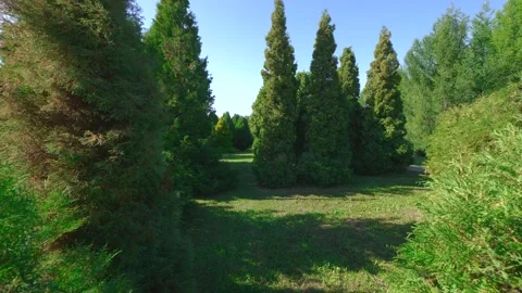 Flight through the botanical garden. Various trees, shrubs, plants. Stock Footage 138487364