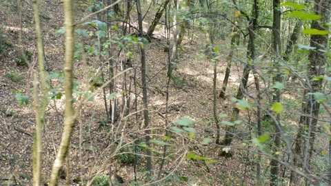 Flight through the canopy of a thick forest Stock Footage 140538881