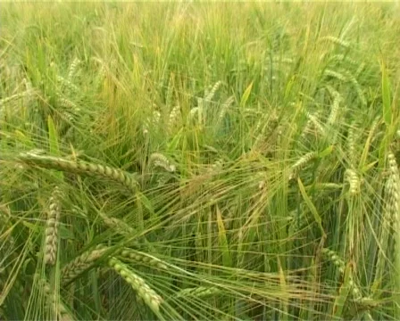 Flight through cereal field Stock Footage 312347