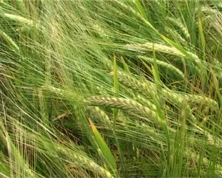 Flight through cereal field Stock Footage 312678