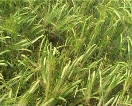 Flight through cereal field Stock Footage 315149