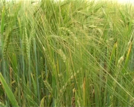 Flight through cereal field Stock Footage 327203