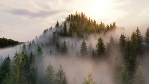 Flight through a coniferous forest in the fog Vidéo 234324896