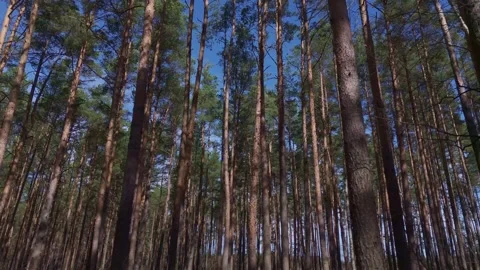 Flight through dense evergreen forest with close trunks long shadows and cl.. Stock Footage 333339057