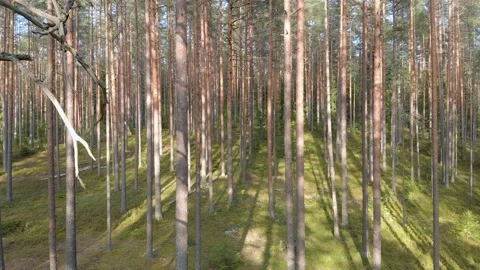Flight through densely standing trees in the summer forest at sunset. Pine Video stock 159443158