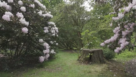 Flight through an established Rhododendron, Forest of Dean, Gloucestershire. Stock Footage 326676657