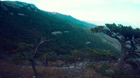 Flight through forest and trees, fir-tree, aerial shots, spruce  Stock Footage 57260310