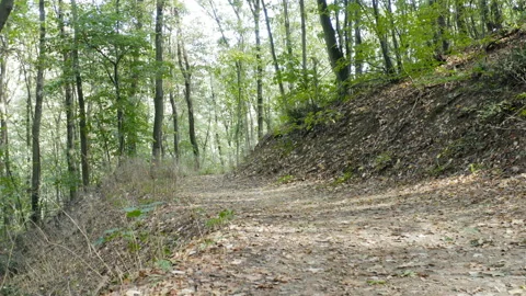 Flight through the forest close to the ground Stock Footage 140344677