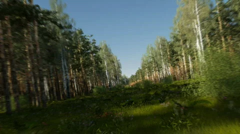 Flight through the forest Video stock 540459