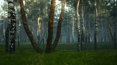 FLIGHT THROUGH forest 스톡 동영상 606280