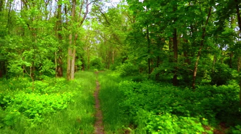 Flight Through The Forest Stock Footage 63154236