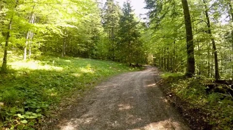 Flight through forest Stock Footage 63661556