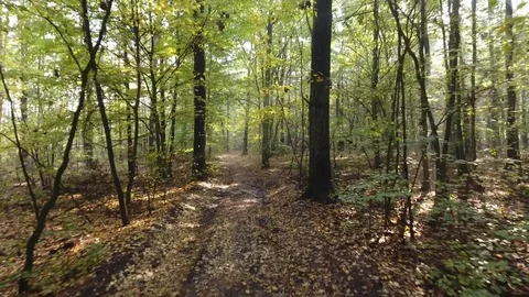 Flight through forest Stock Footage 70350789