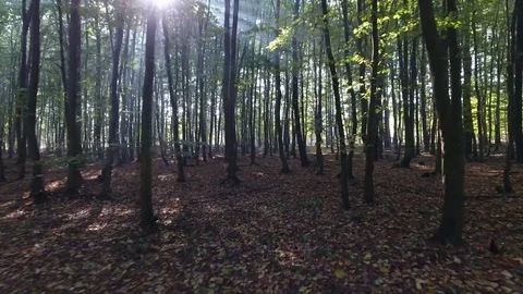Flight through forest Stock Footage 70350810