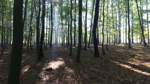 Flight through forest Stock Footage 70350840