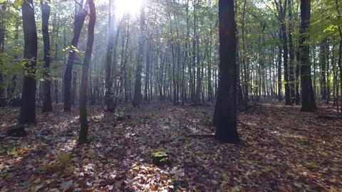 Flight through forest Stock Footage 70993625