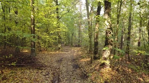 Flight through forest Stock Footage 70993685