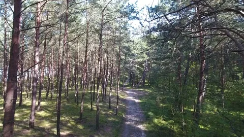 Flight through a forest Stock Footage 71090053
