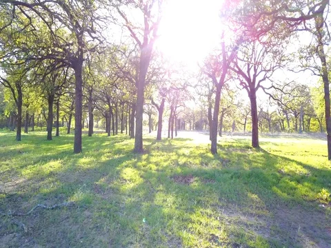 Flight through a forest Video stock 75167111