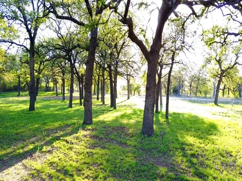 Flight through a forest Video stock 75167204