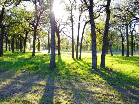 Flight through a forest Video stock 75167397